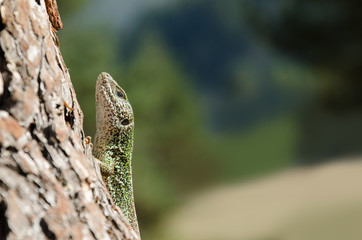 Lizard on a pine tree trunk