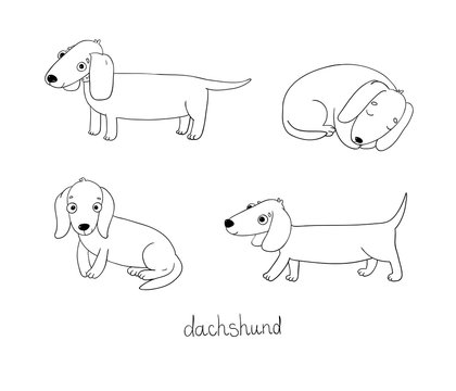 Set of cute dachshund illustration in different poses.