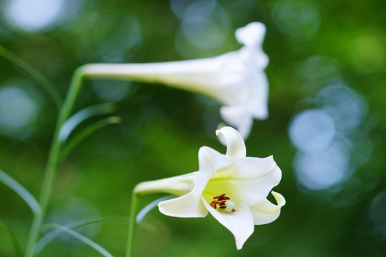 「しらゆり」の写真素材 80件の無料イラスト画像 Adobe Stock