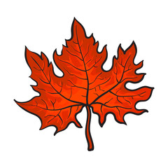 Beautiful red colored autumn maple leave, vector illustration isolated on white background. Botanical drawing of a red maple leaf, fall season, autumn decoration element