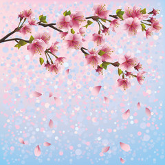 Colorful spring background with sakura blossom - Japanese cherry