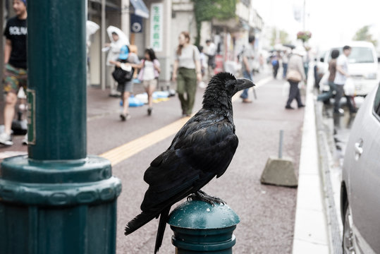 crow