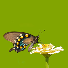 Pipevine Swallowtail butterfly on a pale yellow Zinnia, isolated on green