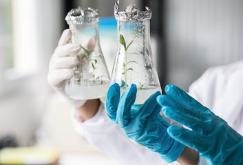 Genetically modified plant samples.Agricultural laboratory.