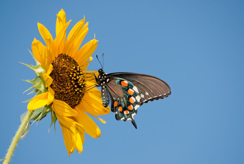 Naklejka premium Green Swallowtail butterfly feeding on a yellow Sunflower against clear blue sky