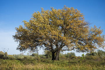 oak in the meadow in autumn