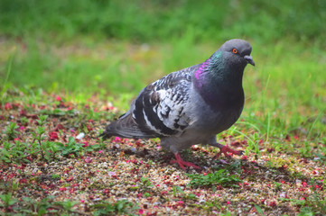 歩くカワラハト　rock dove