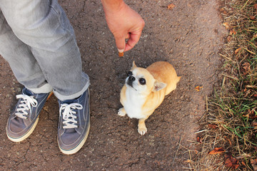 Mann trainiert Chihuahua mit Belohnung
