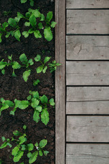 Garden detail in aerial