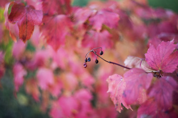 Red ivy leaves  with blurred background macro