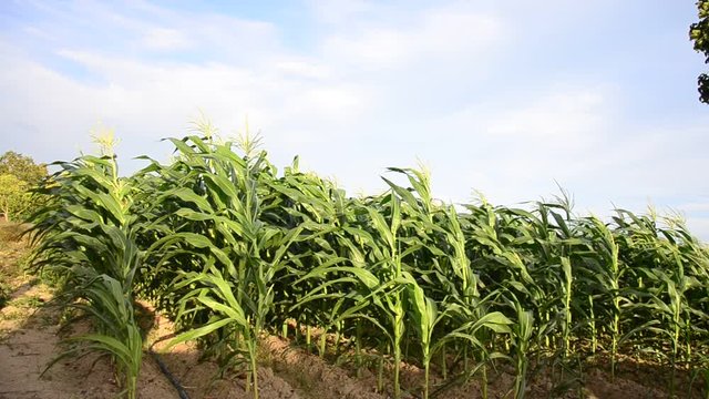 Motion of leaf of corn plantation with wind in farming at morning time in Phatthalung, Thailand.