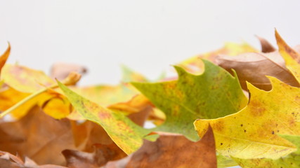 autum leaf