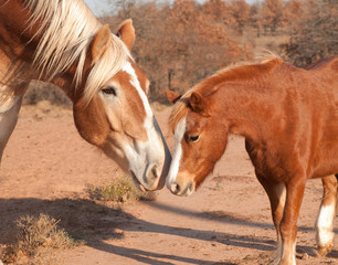 Large Belgian draft horse making friends with a tiny little pony, sniffing noses