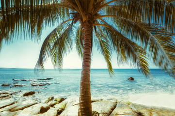 Beautiful sunny day at tropical beach with palm tree. Ocean landscape in vintage style