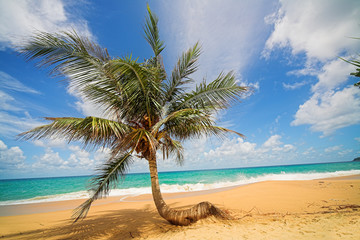 Palm tree on the sea beach.