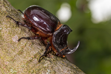 European rhinoceros beetle (Oryctes nasicornis) walking on a tree, macro