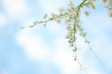 Blurred white flower with sky.