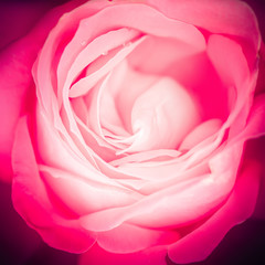Fototapeta na wymiar Abstract macro shot of beautiful pink rose flower. Floral background with soft selective focus