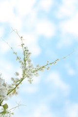 Blurred white flower with sky.
