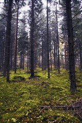 Autumn forest in Finland