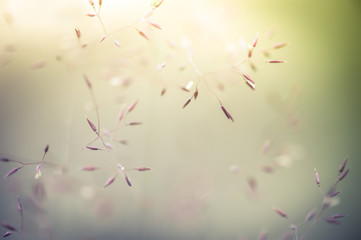 Amazing sunrise at summer meadow with wildflowers. Abstract floral background in vintage style,...