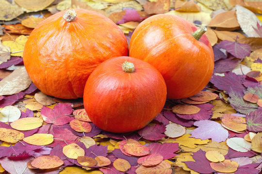 Group of ripe pumpkins on autumn leaves