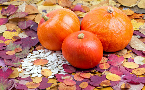 Group of ripe pumpkins on autumn leaves