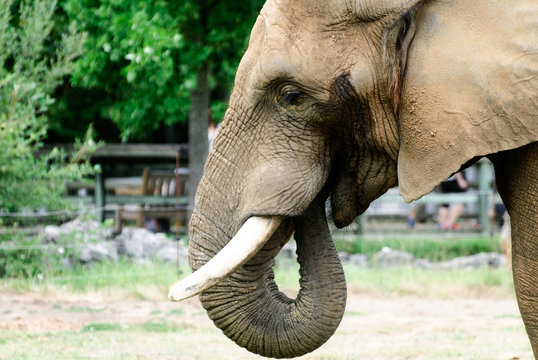 Fototapeta an asiatic elephant who's eating at the zoo