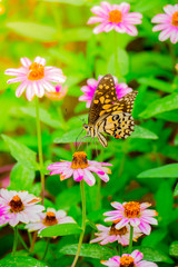 The background image of the colorful flowers