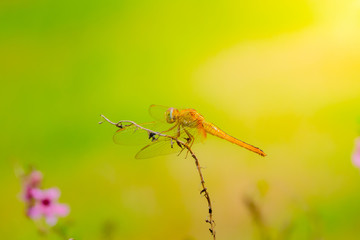 dragonfly outdoor on wet morning