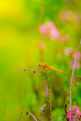 dragonfly outdoor on wet morning