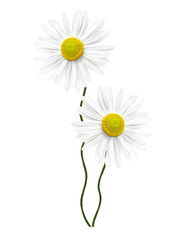 daisies summer  flower isolated on white background
