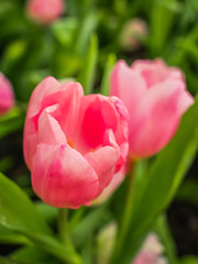 Fototapeta premium tulip flower background, sweet tulip flower in garden under sunlight at the middle of spring.