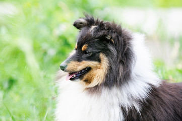 Sheltie dog portrait