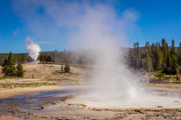 Fototapeta premium Erupting geyser with steam. Amazing landscape of the park. Upper Geyser Basin, Yellowstone National Park, Wyoming