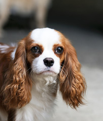 King Charles spaniel