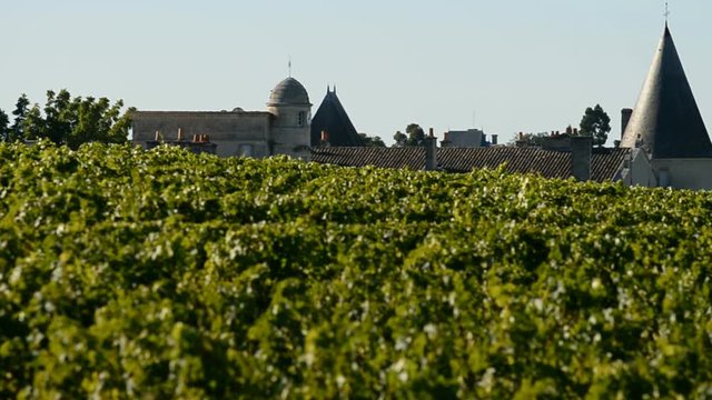 vineyard, Medoc, Bordeaux, France, EU, Europe