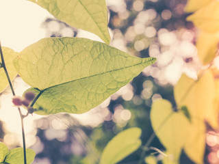 Obraz premium green leaf background