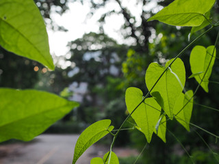 green leaf background