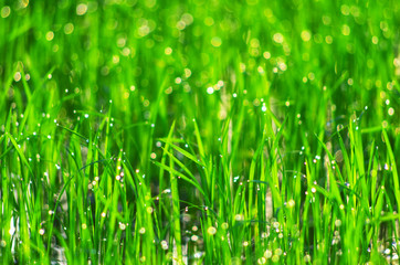 Natural green background