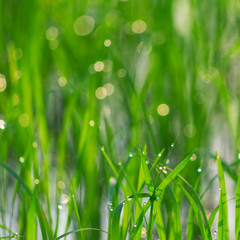 Fototapety  Naturalne zielone tło