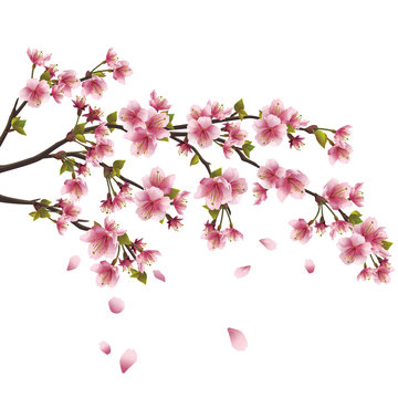 Sakura blossom - Japanese cherry tree isolated on white backgrou