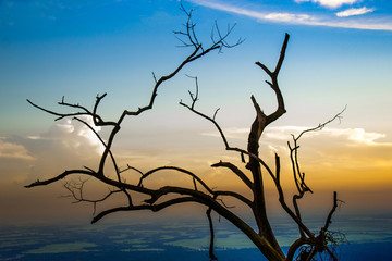 Dry tree with yellow sunset