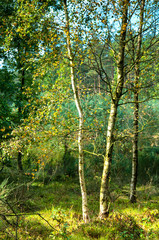 Birch trees in early autumn