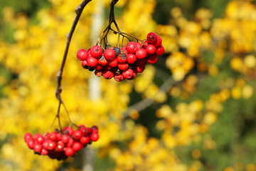 Грозди ягод рябины на фоне желтых листьев осины.
