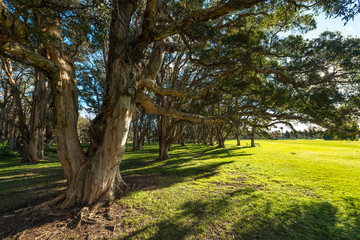 Beautiful park in Sydney Australia.