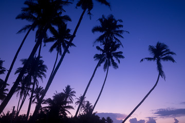 Naklejka premium Beautiful palm trees silhouettes at evening on a tropical beach