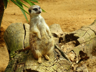 Fototapeta premium Suricata