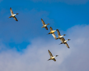 Northern Pintails