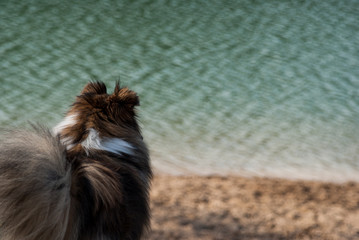 Hund am See